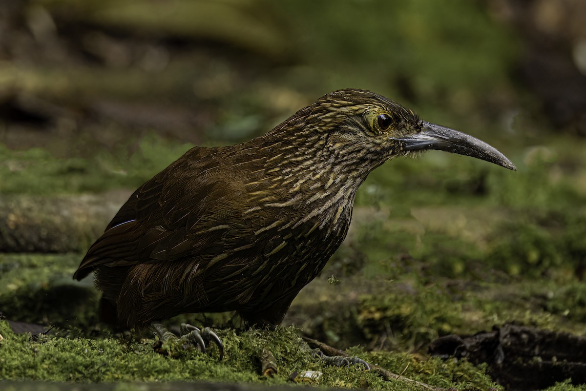 Strong-billed Woodcreeper - ML644192038