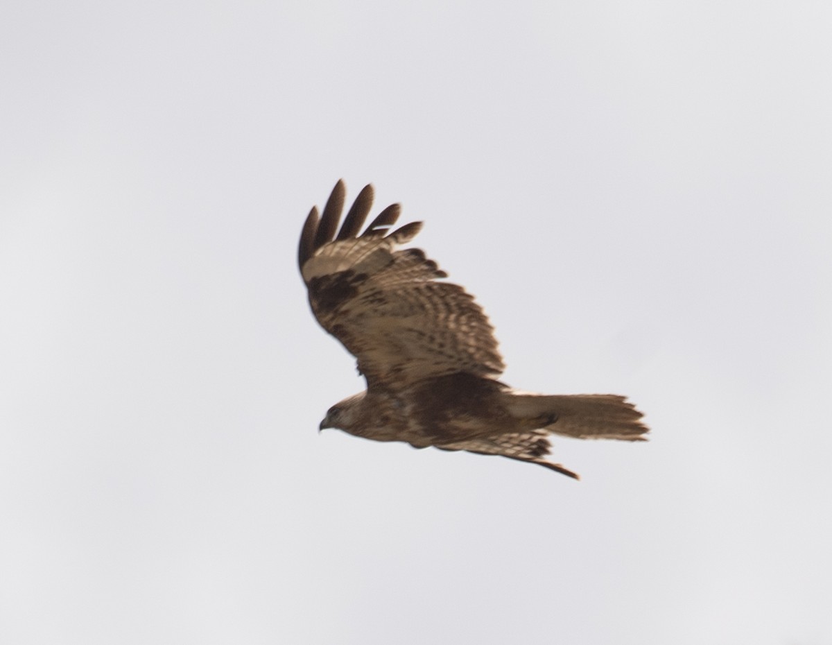 Himalayan Buzzard - ML644192041
