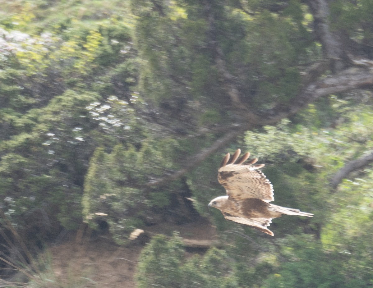 Himalayan Buzzard - ML644192042