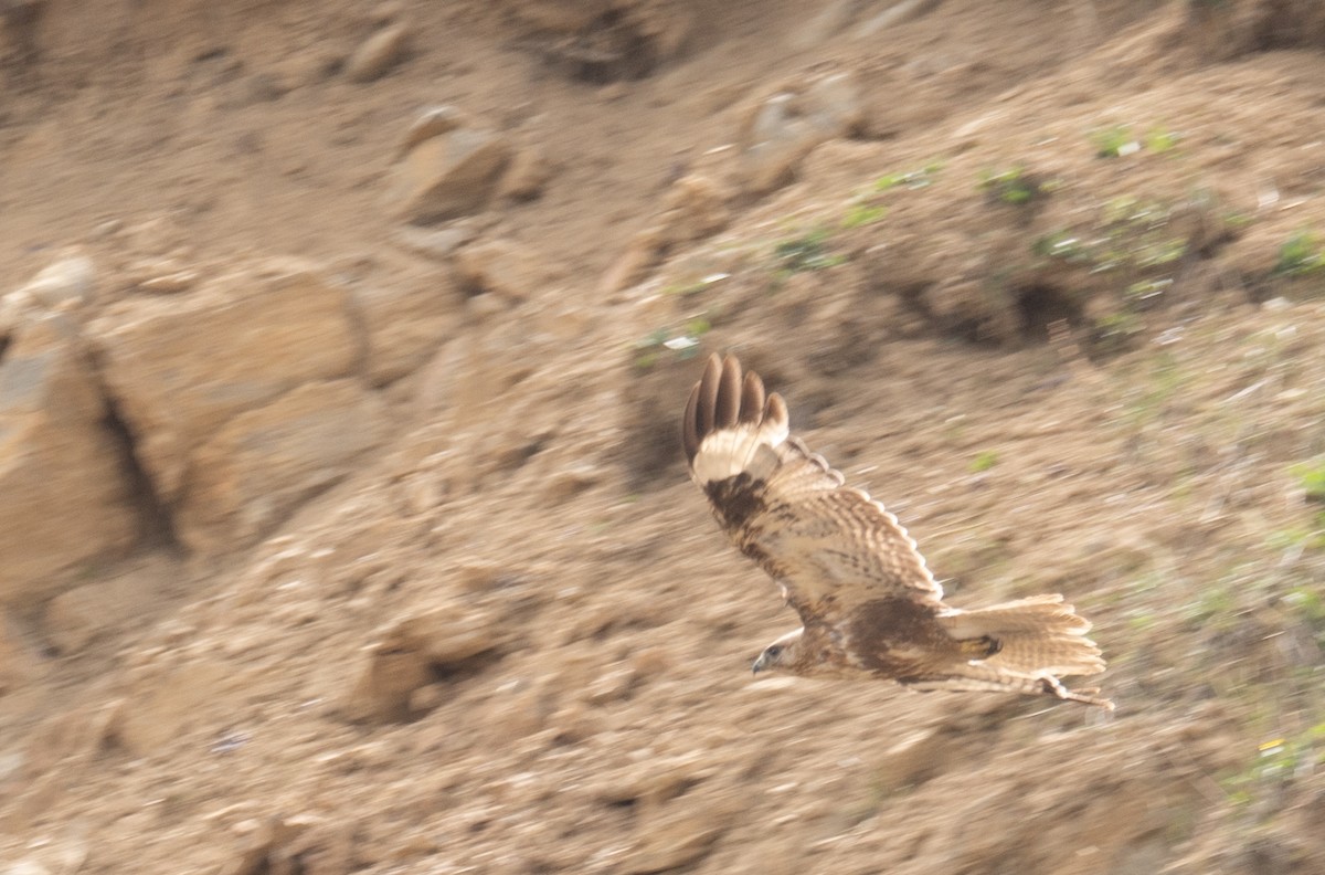 Himalayan Buzzard - ML644192043