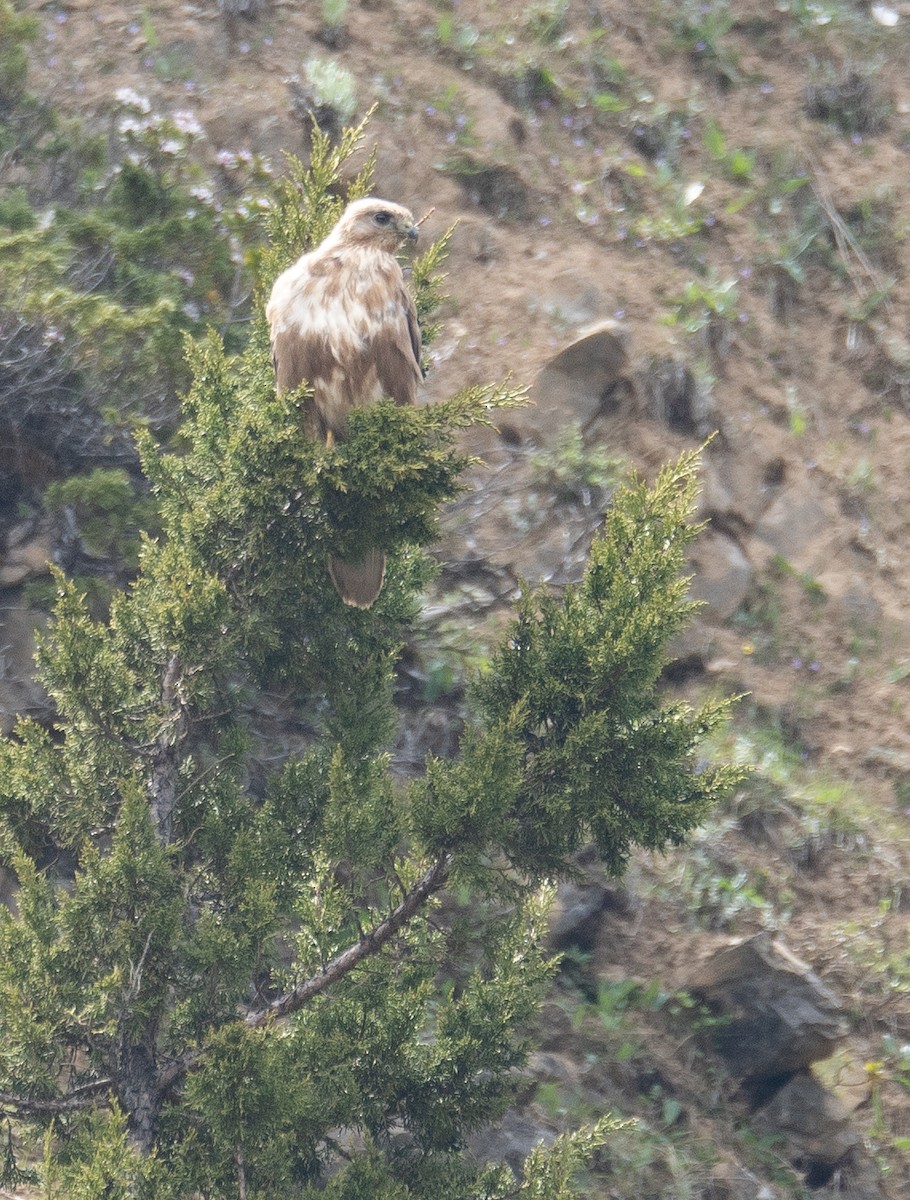 Himalayan Buzzard - ML644192044