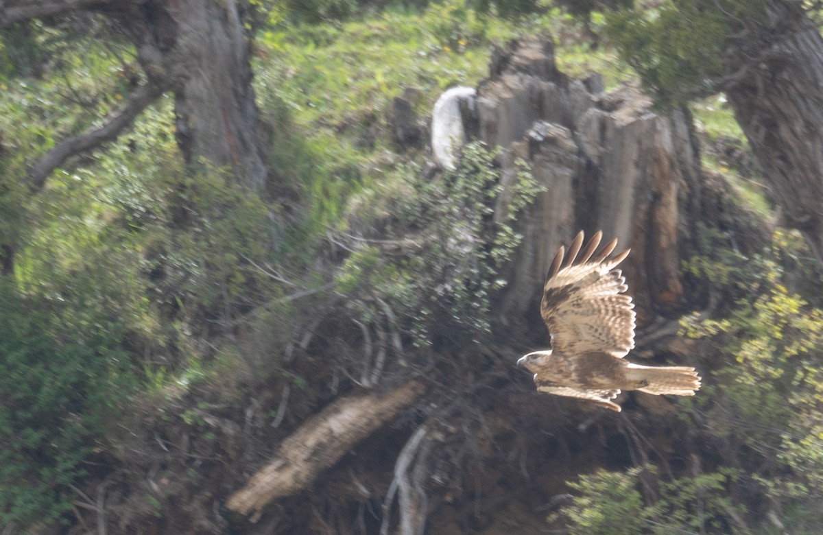 Himalayan Buzzard - ML644192046