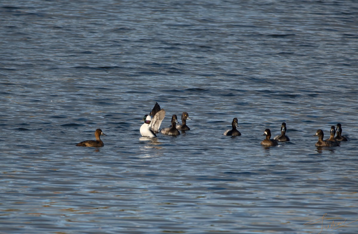 Lesser Scaup - ML644192050