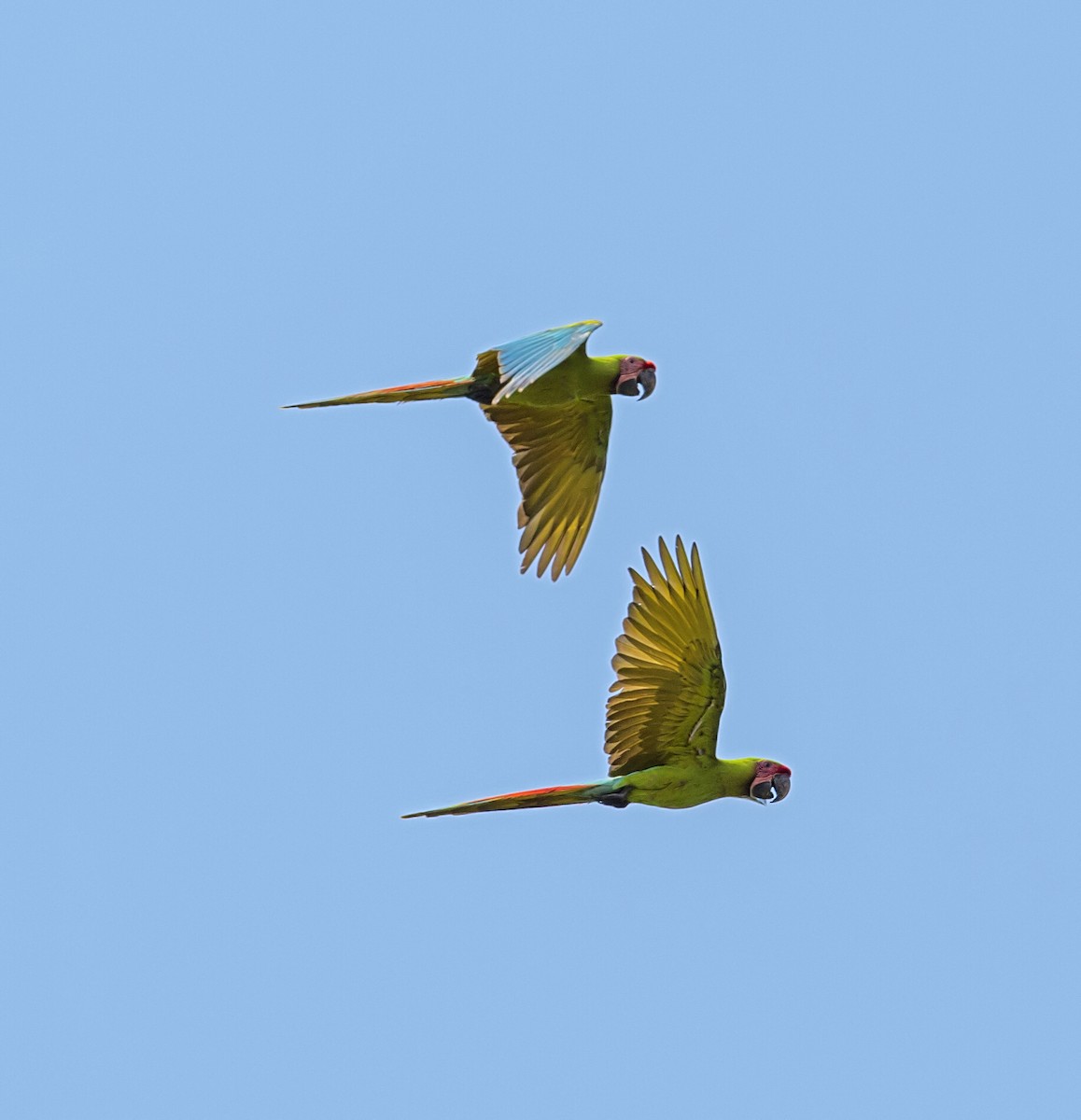 Great Green Macaw - ML644192054