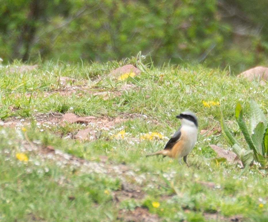 Gray-backed Shrike - ML644192065