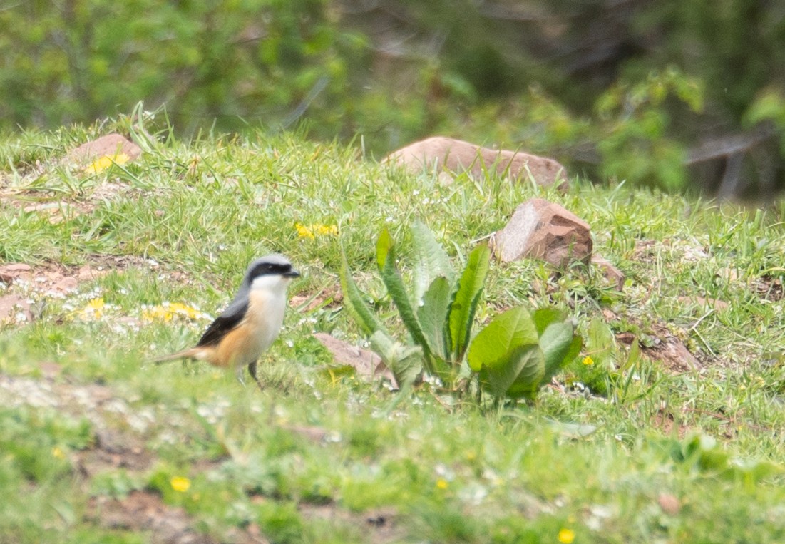 Gray-backed Shrike - ML644192066