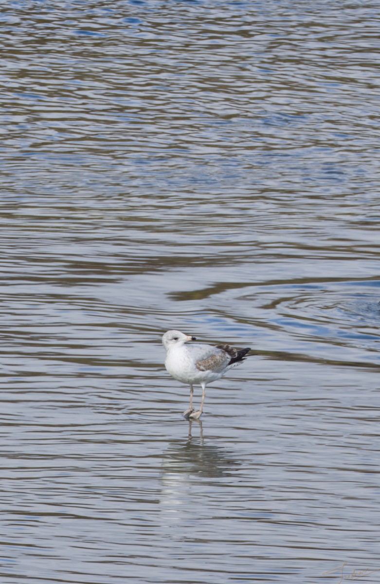 Ring-billed Gull - ML644192067