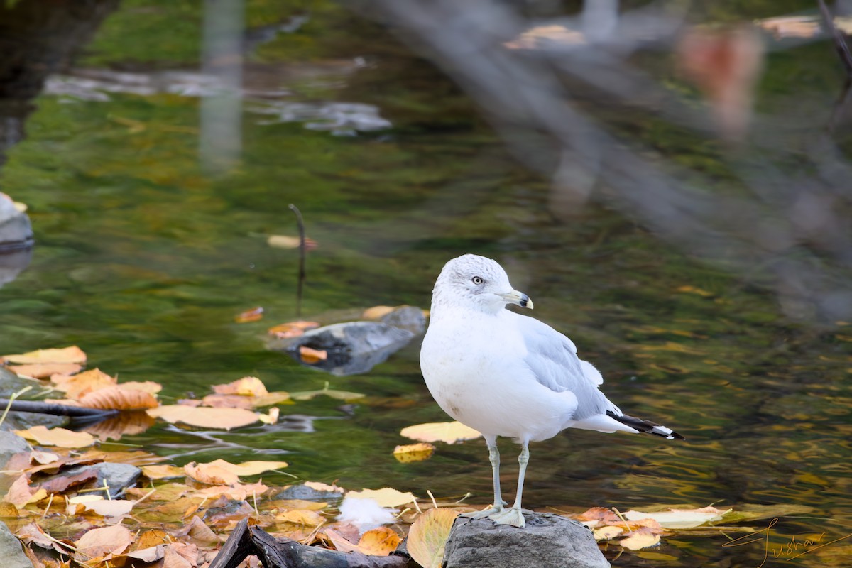 Ring-billed Gull - ML644192068