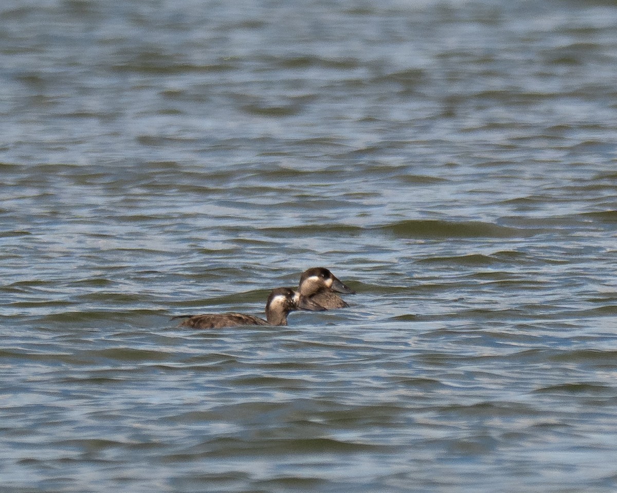 アラナミキンクロ - ML644192092