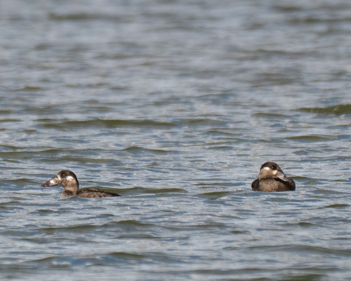 アラナミキンクロ - ML644192093