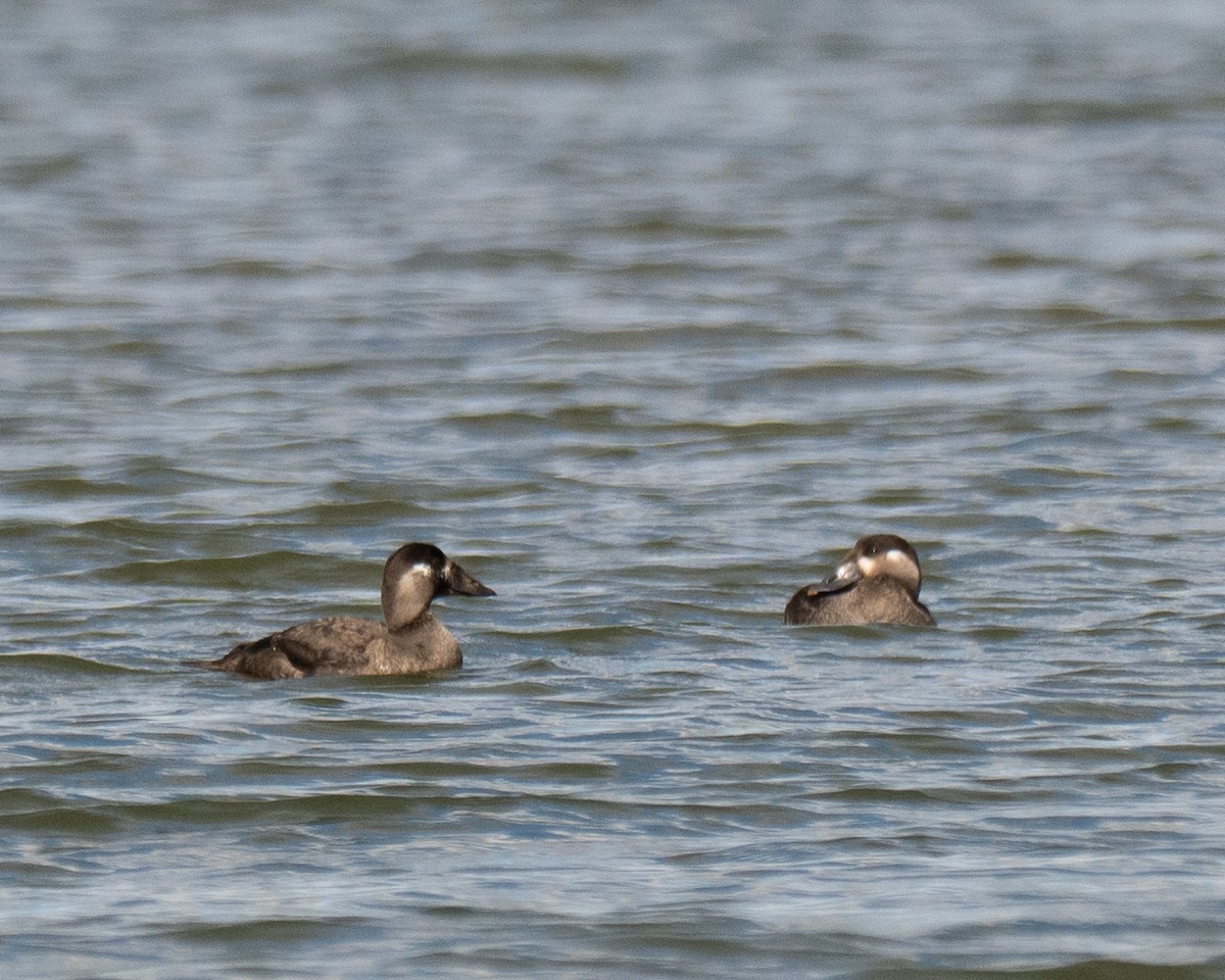 アラナミキンクロ - ML644192094