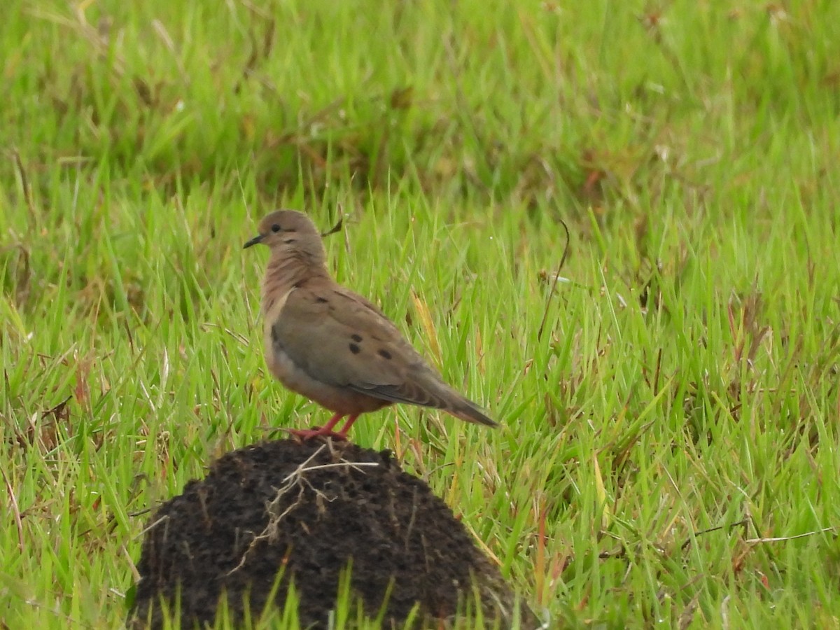 Eared Dove - ML644192095