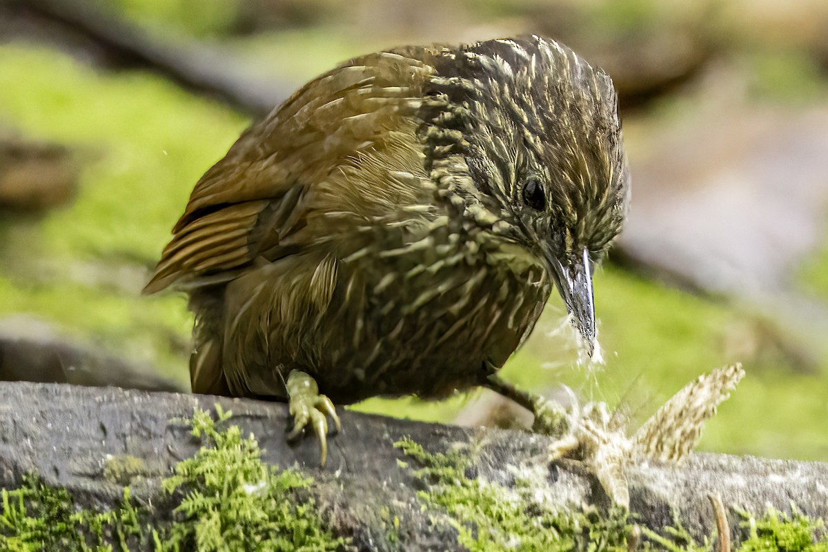 Spotted Woodcreeper - ML644192099