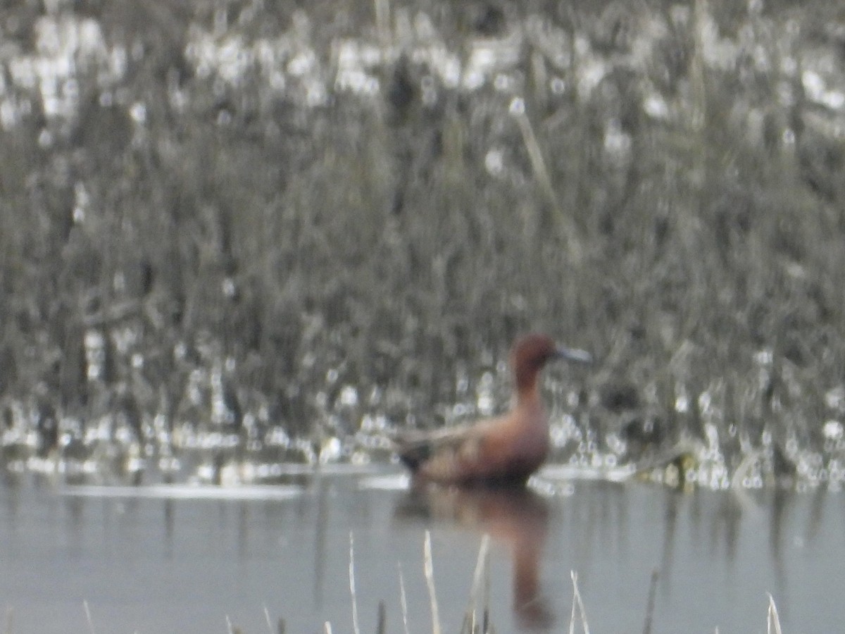 Cinnamon Teal - ML644192103