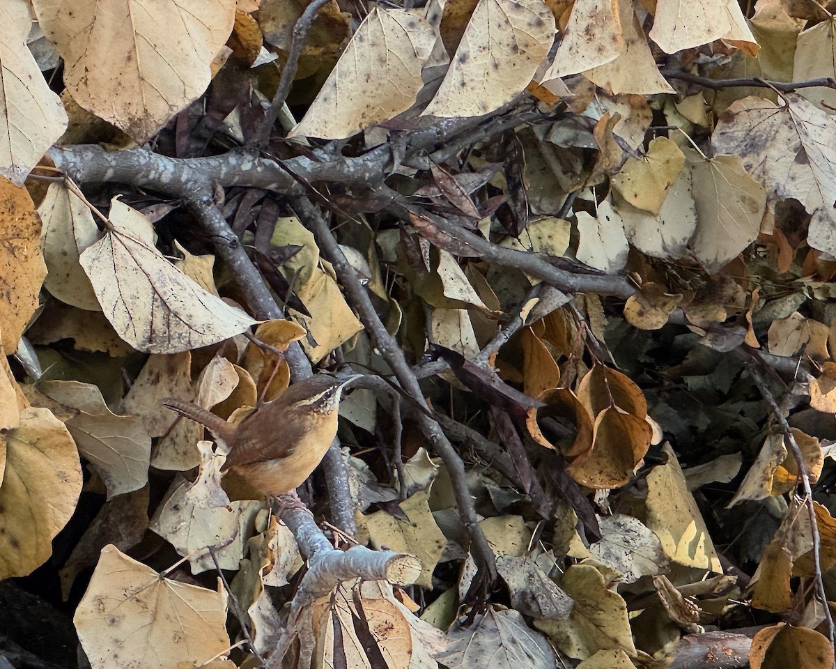 チャバラマユミソサザイ - ML644192104