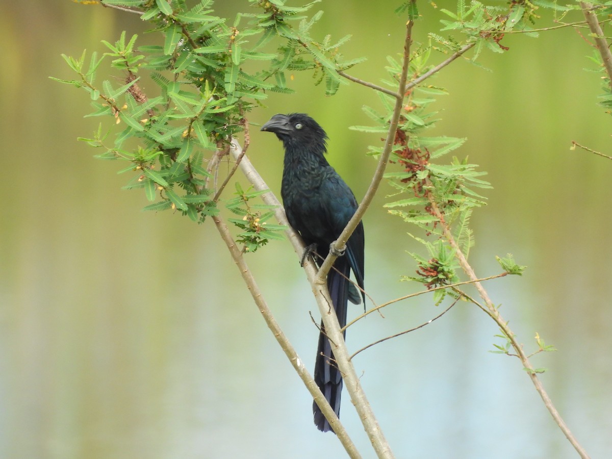 Greater Ani - ML644192106