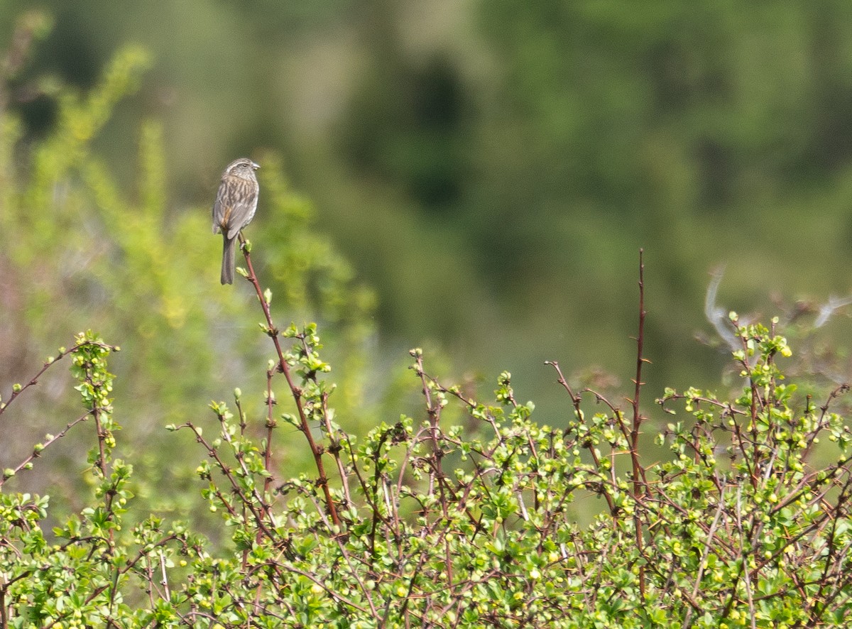 Chinese White-browed Rosefinch - ML644192107
