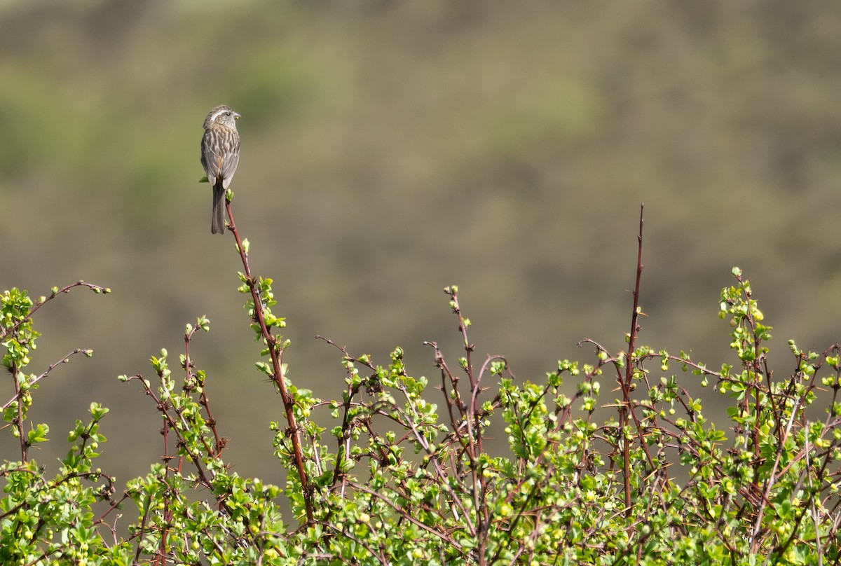 Chinese White-browed Rosefinch - ML644192108