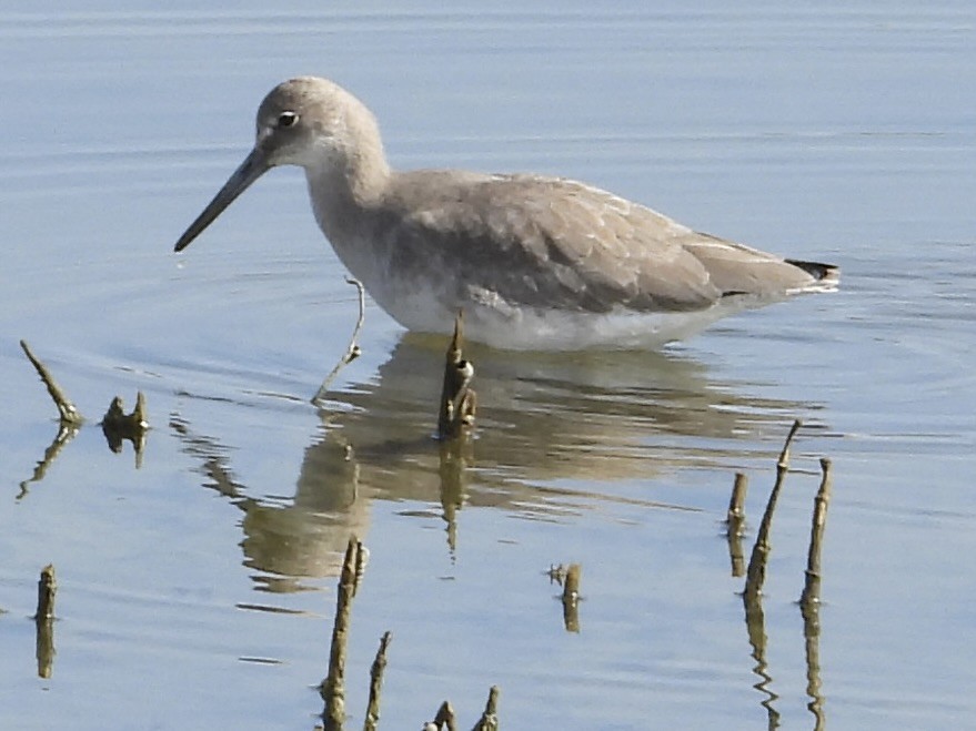Willet - ML644192115