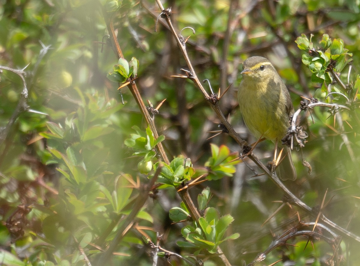 Tickell Çıvgını - ML644192120