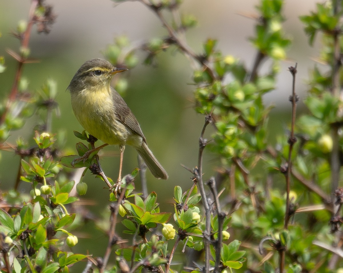 Tickell Çıvgını - ML644192121