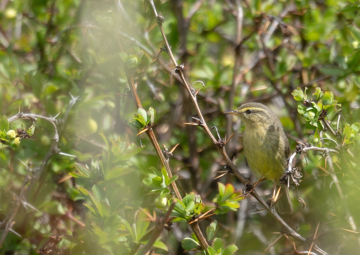 Tickell Çıvgını - ML644192123