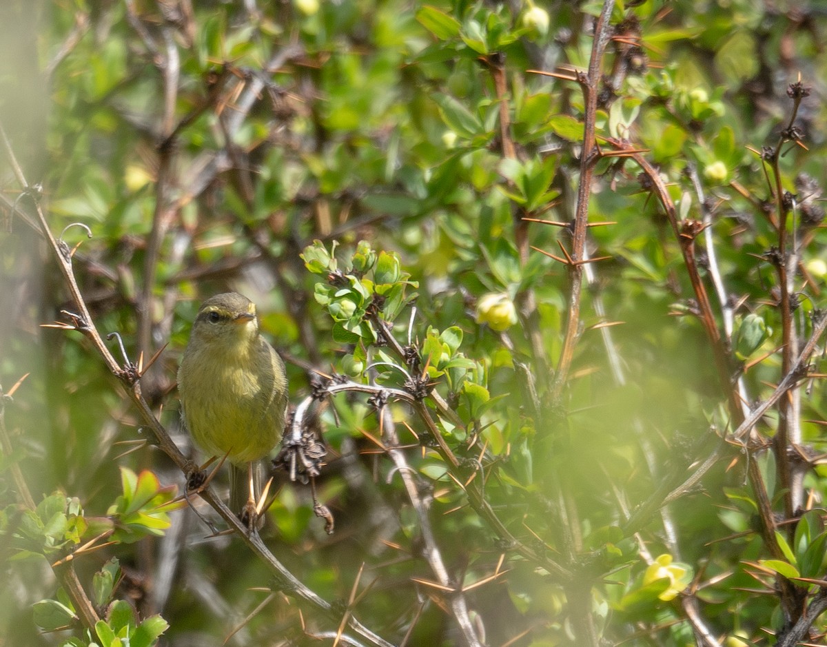 Tickell Çıvgını - ML644192124