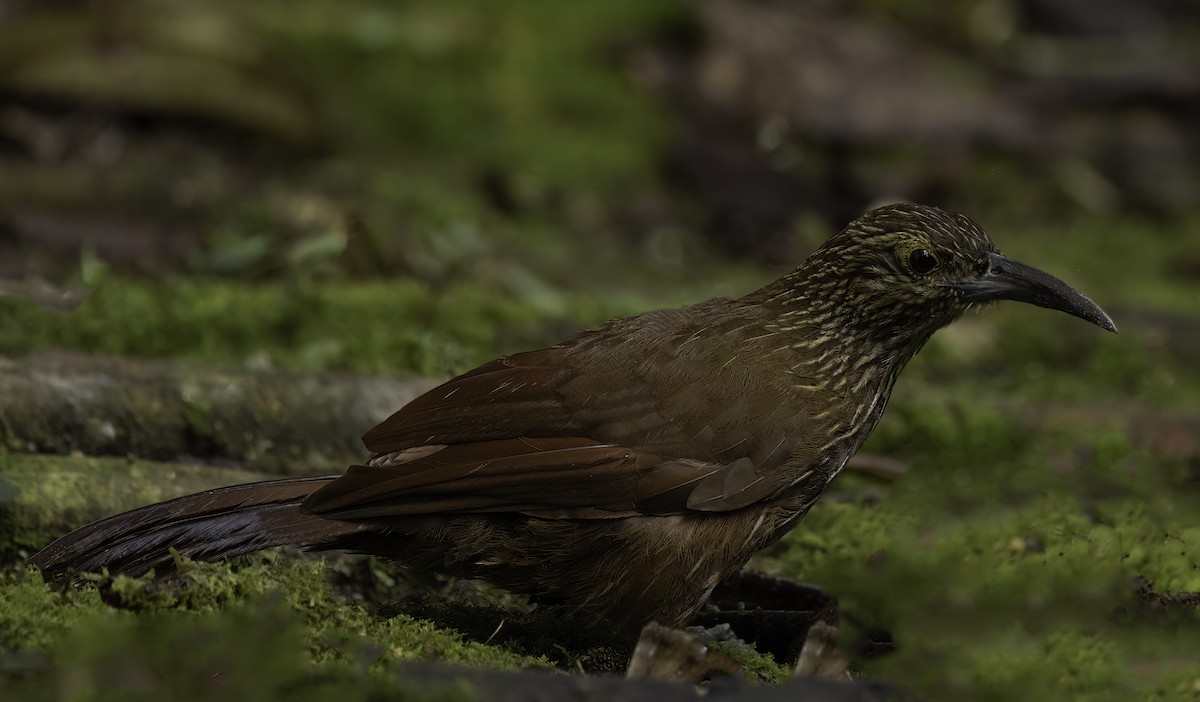 Strong-billed Woodcreeper - ML644192125