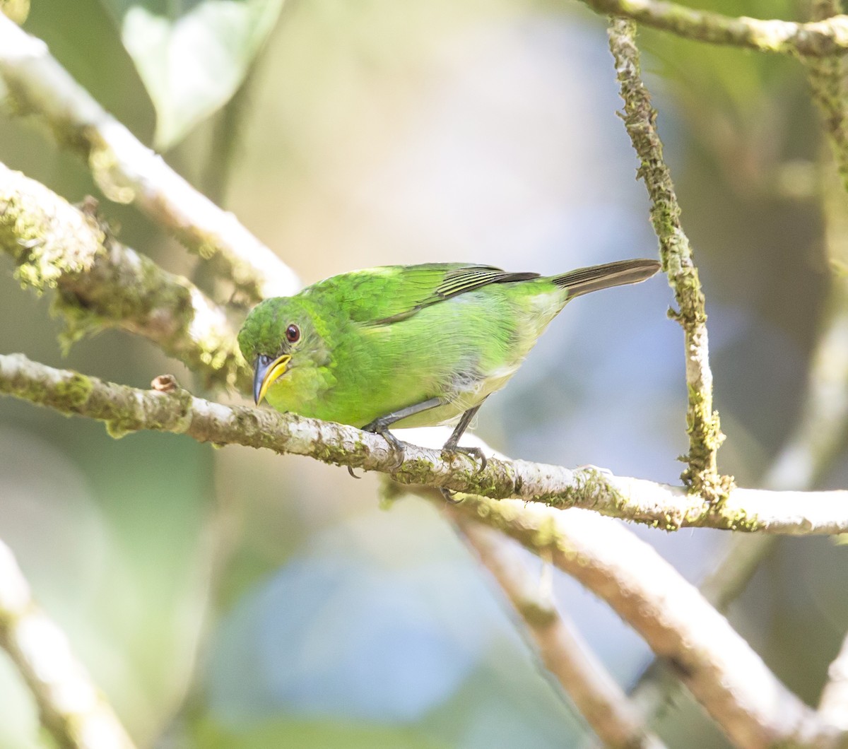 Kappennaschvogel - ML644192127