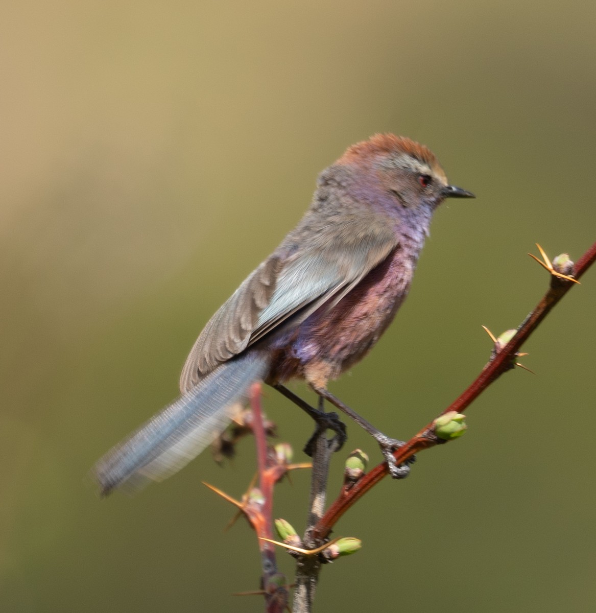 Сікорчик тибетський - ML644192129