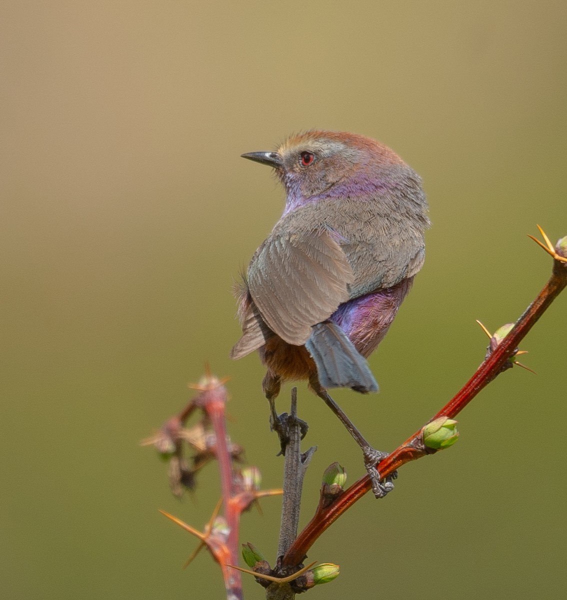 Сікорчик тибетський - ML644192130