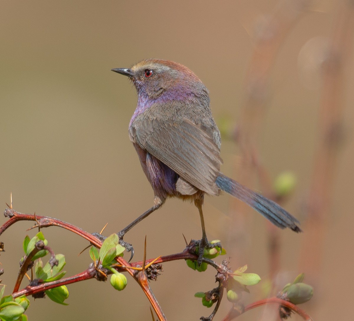 Сікорчик тибетський - ML644192131