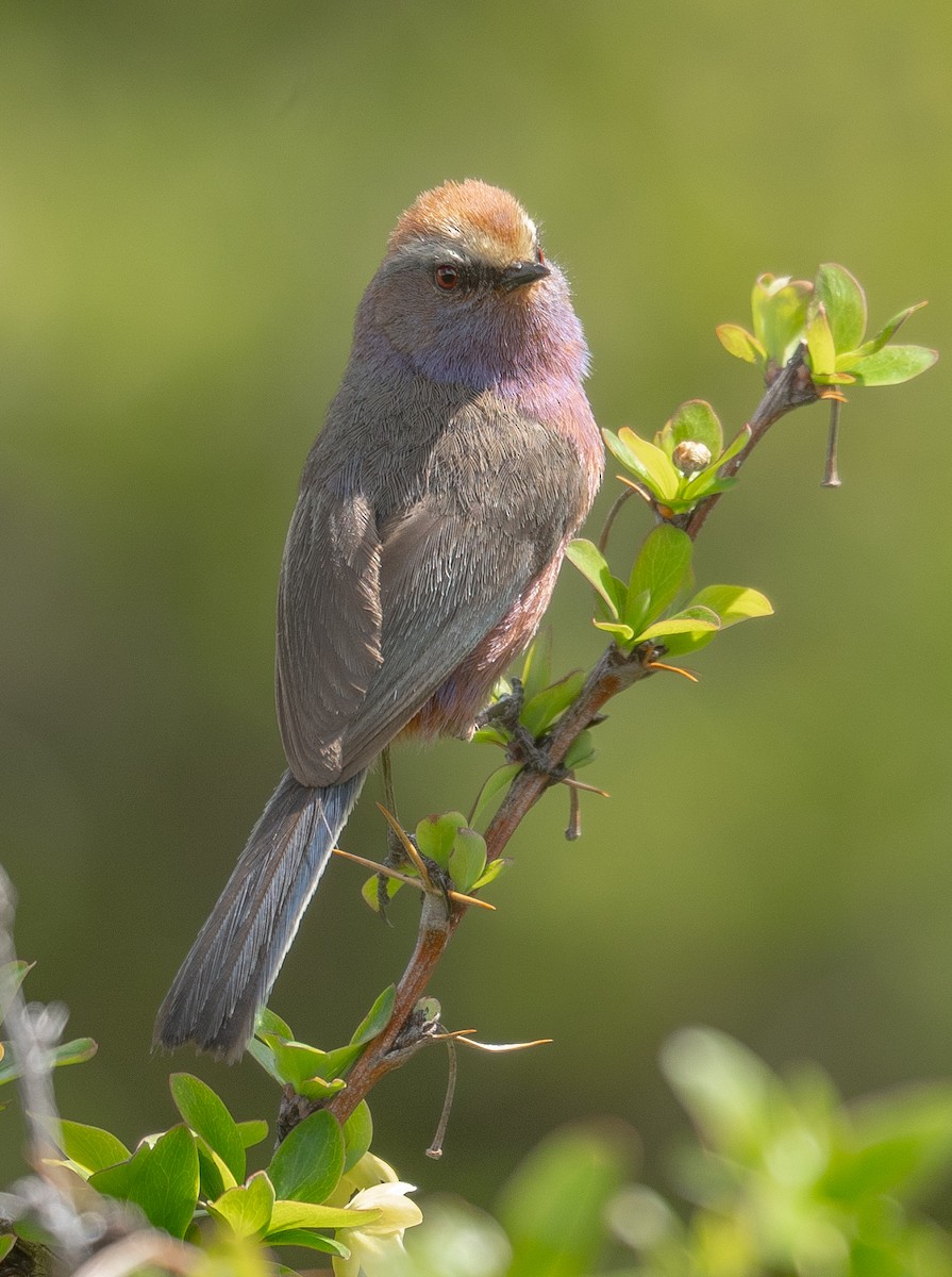 Сікорчик тибетський - ML644192132