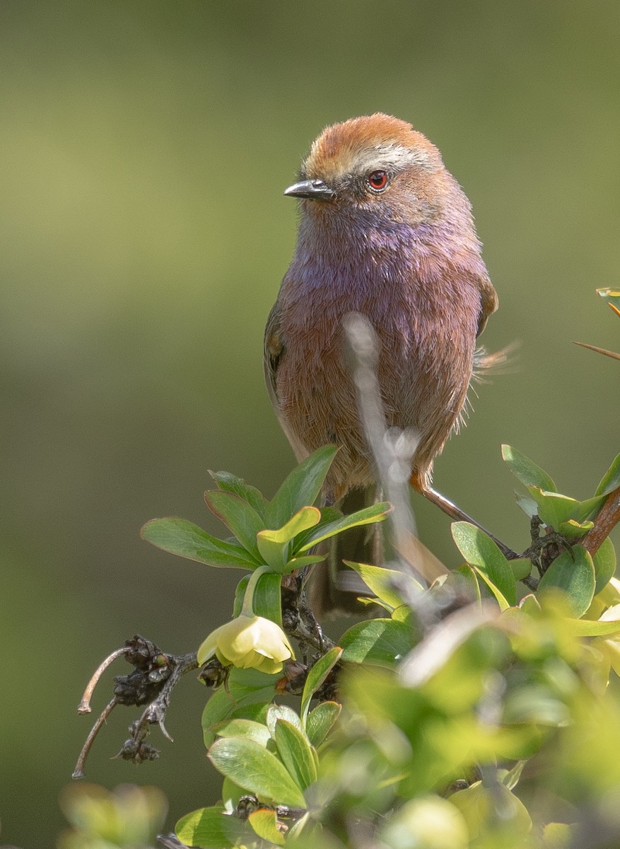 Сікорчик тибетський - ML644192133