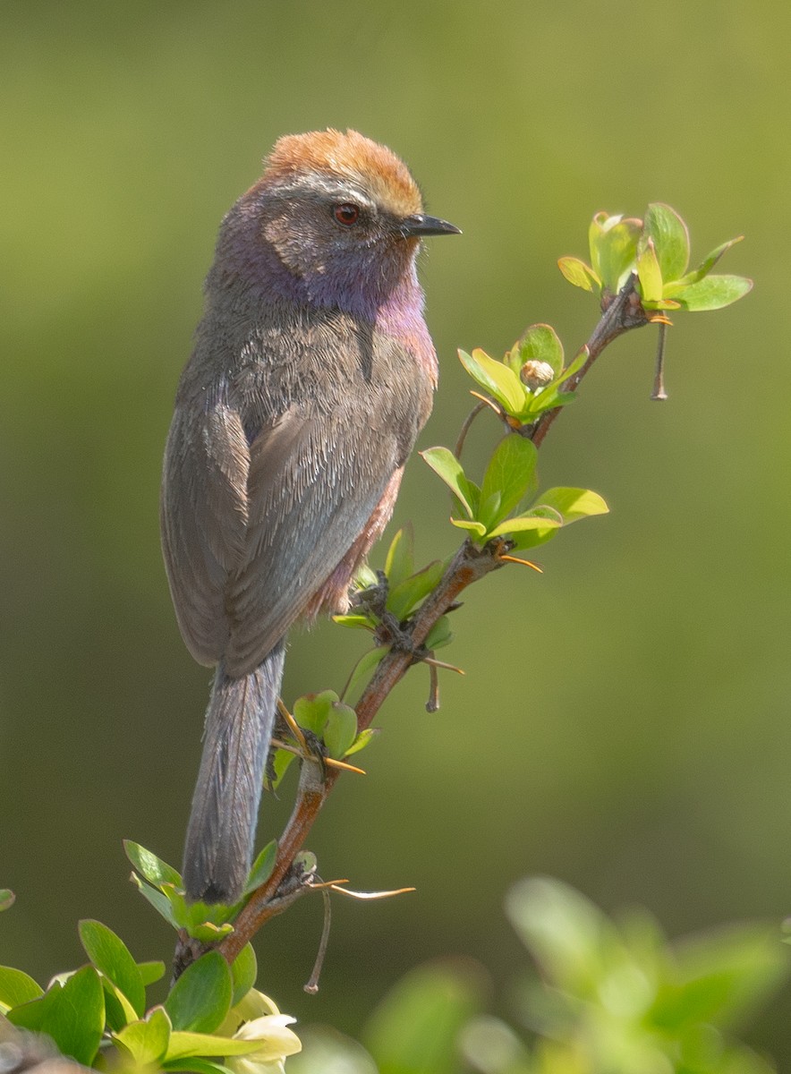 Сікорчик тибетський - ML644192134