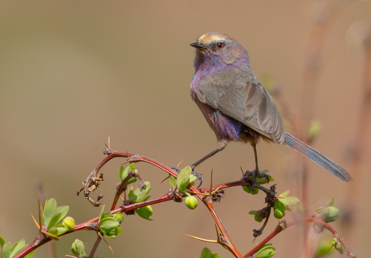 Сікорчик тибетський - ML644192135
