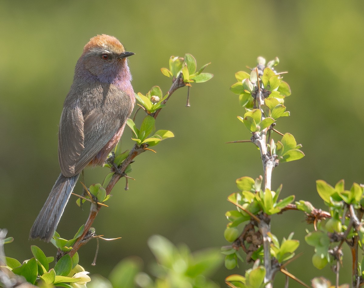 Сікорчик тибетський - ML644192136