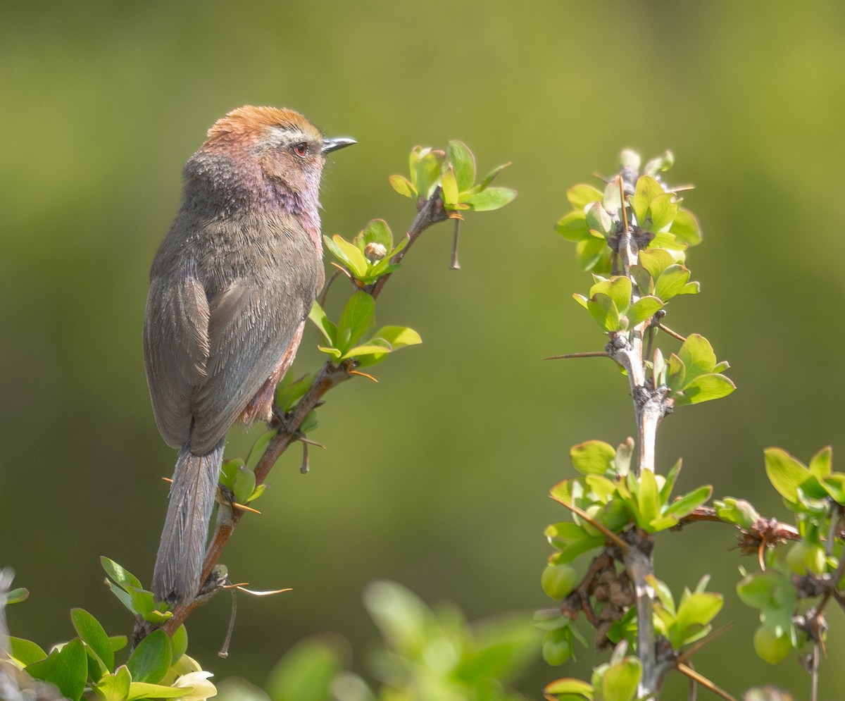 Сікорчик тибетський - ML644192137