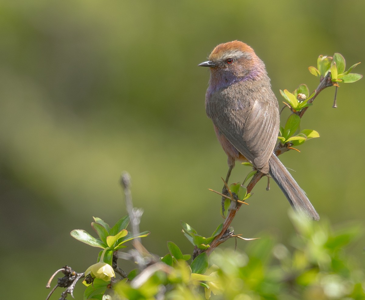 Сікорчик тибетський - ML644192138