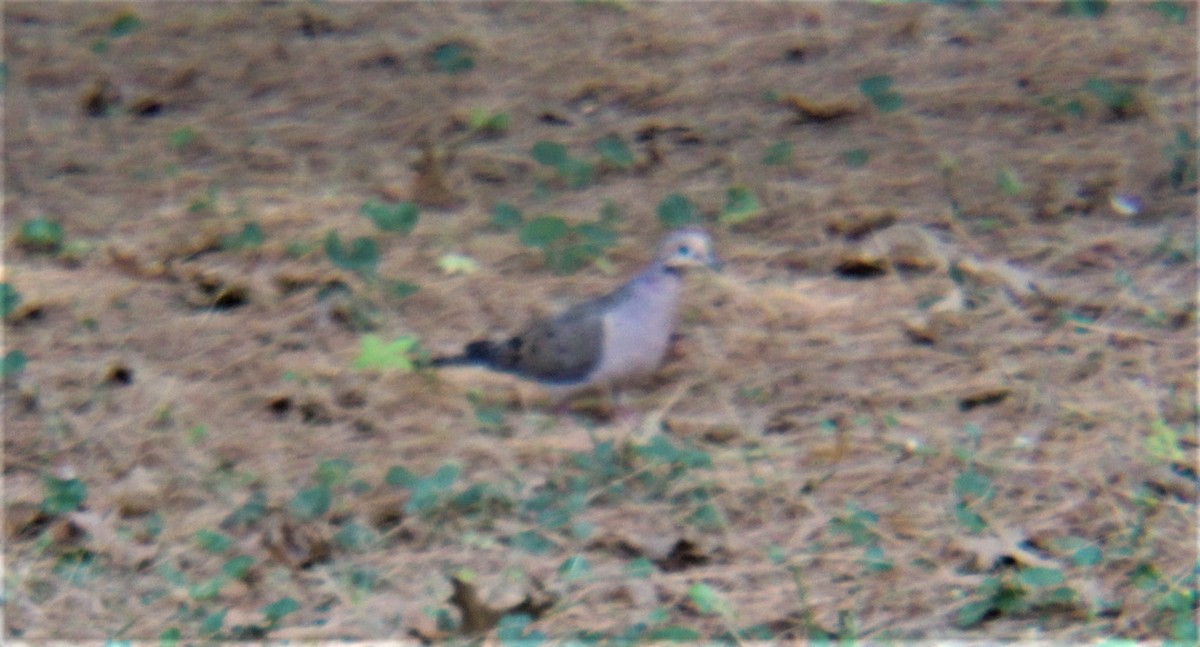Mourning Dove - ML644192143