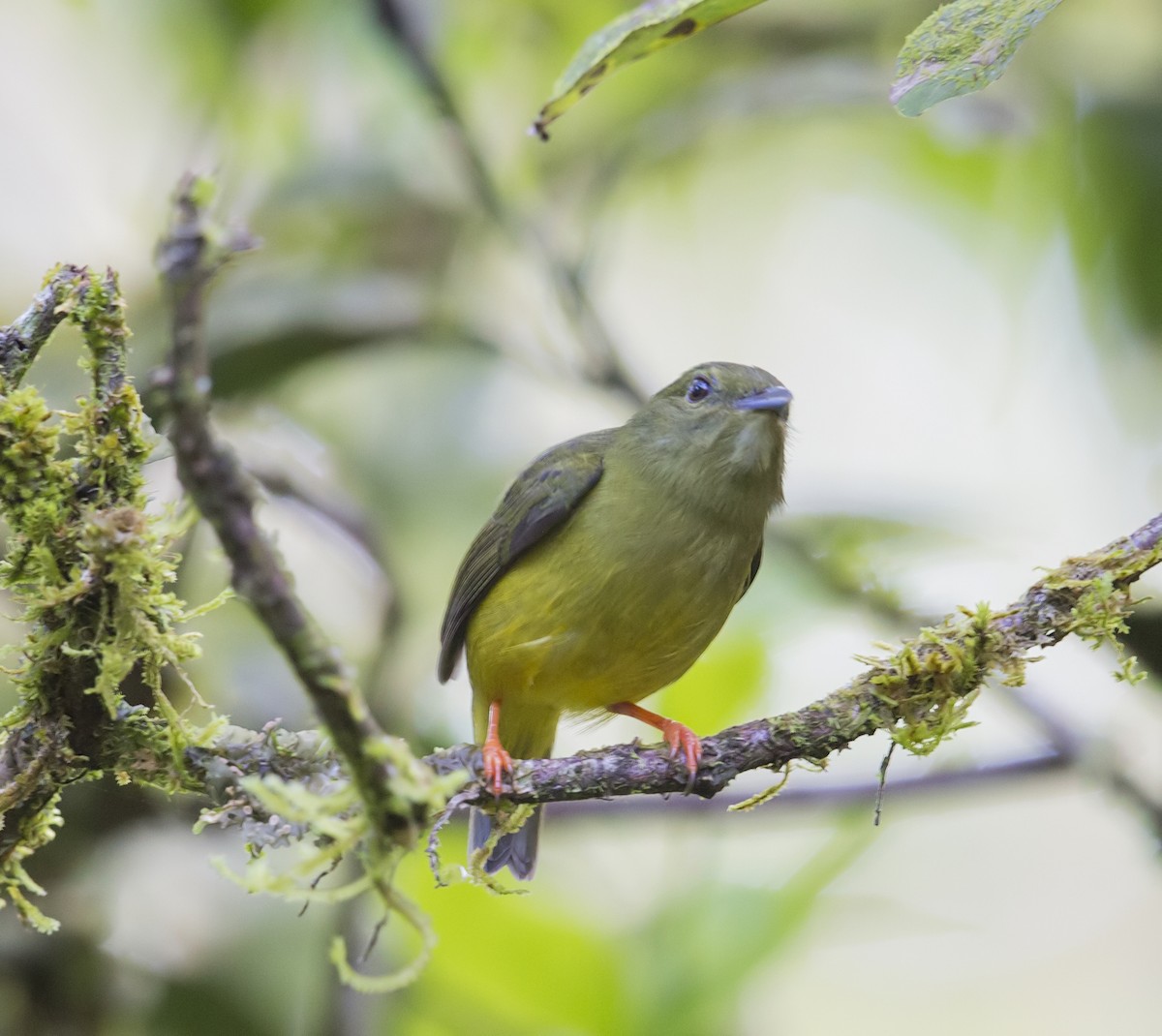 White-collared Manakin - ML644192144
