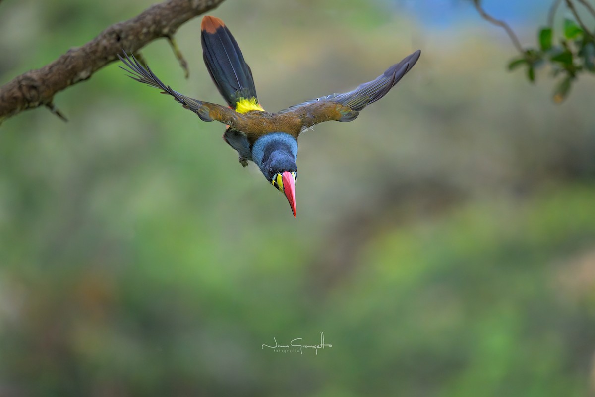 Gray-breasted Mountain-Toucan - ML644192163