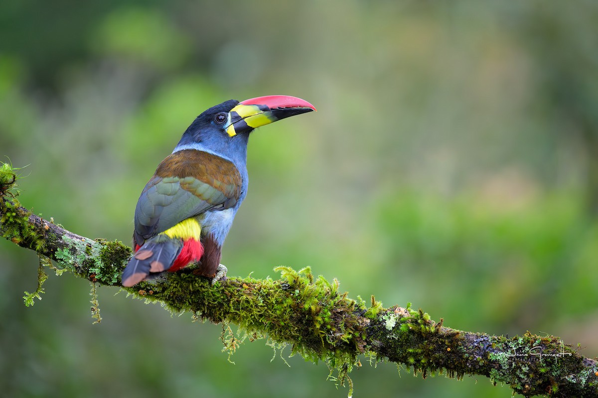 Gray-breasted Mountain-Toucan - ML644192164