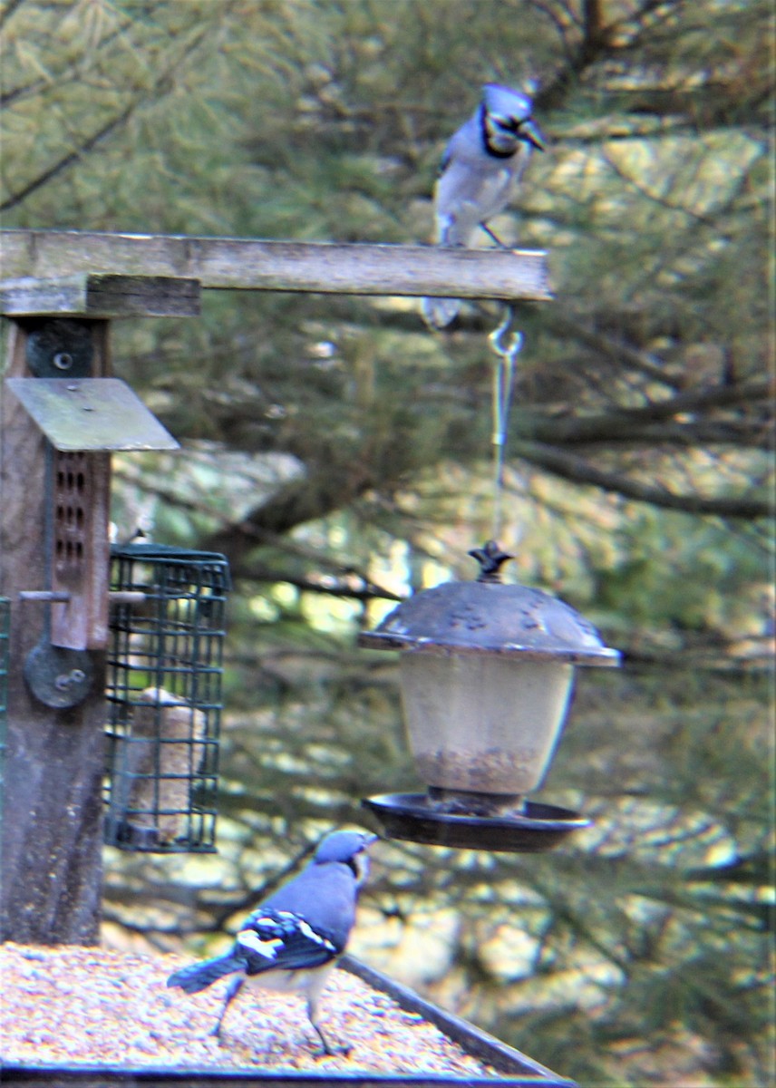 Blue Jay - ML644192165