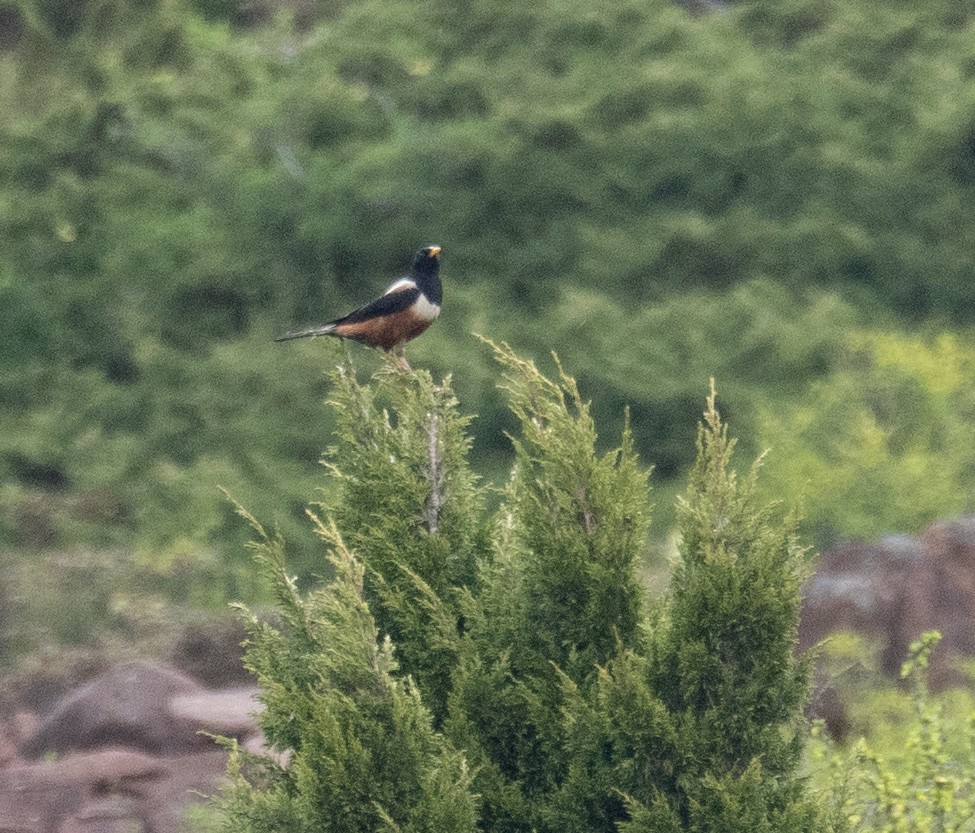 rododendrontrost - ML644192179