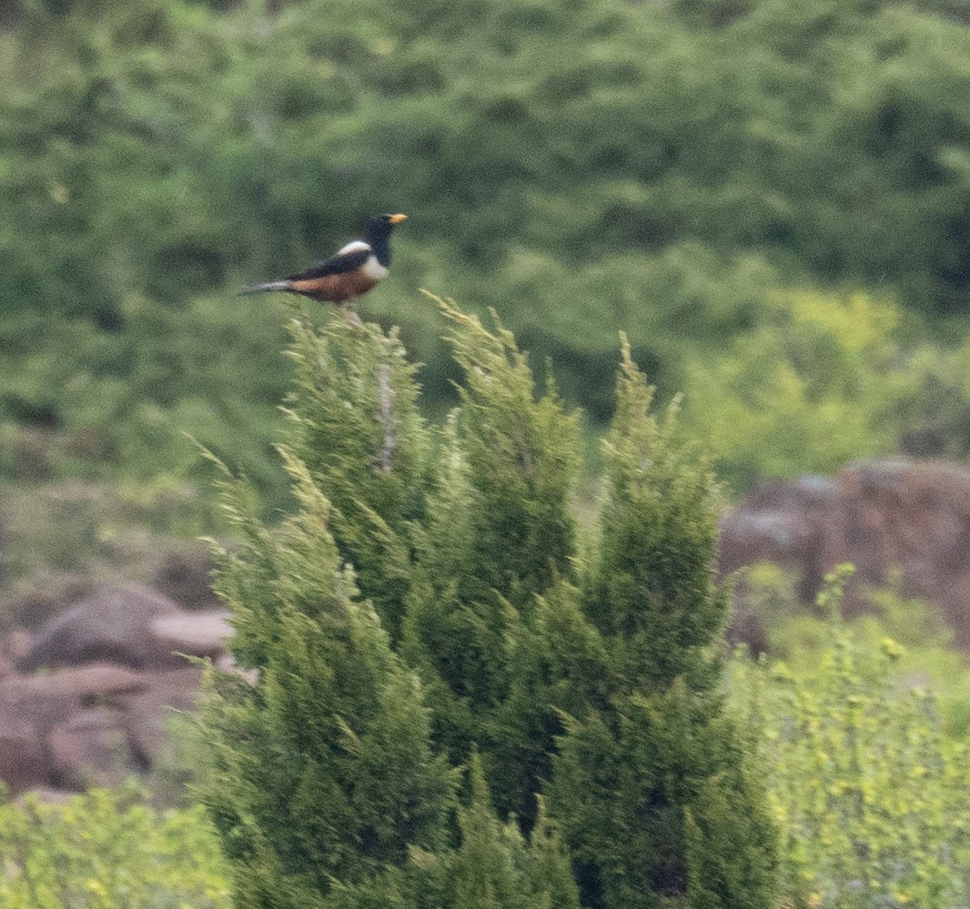 rododendrontrost - ML644192180