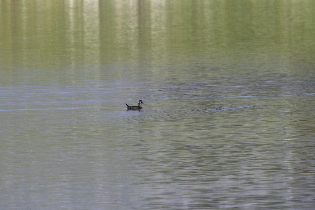 Maccoa Duck - ML644192183