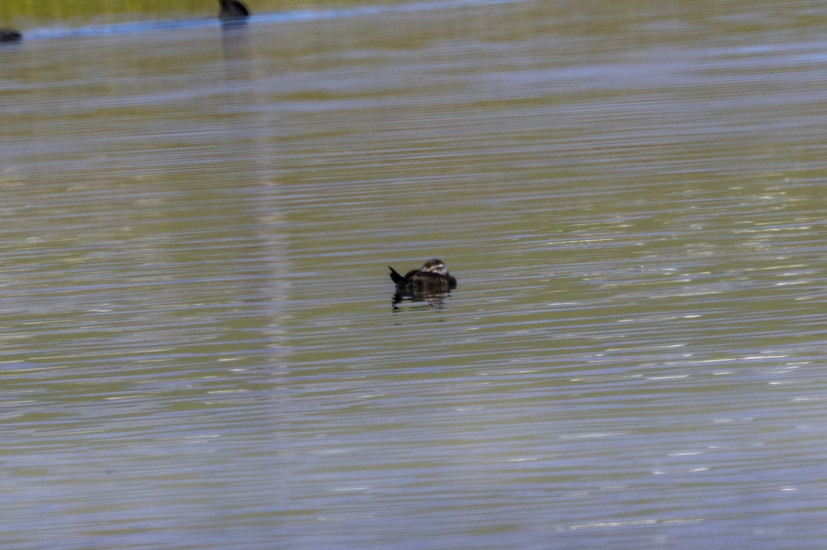 Maccoa Duck - ML644192184