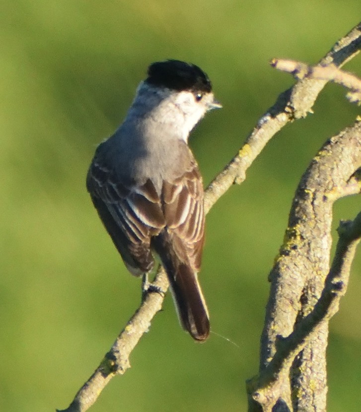 Kappenbekarde - ML644192185