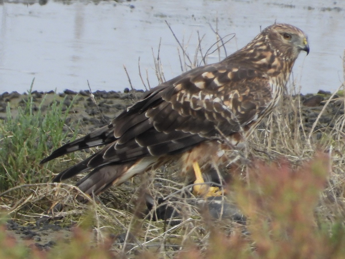 Northern Harrier - ML644192197